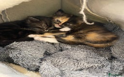 Mixed Breed cats for sale: 2 beautiful bundles of joy - Advert 6