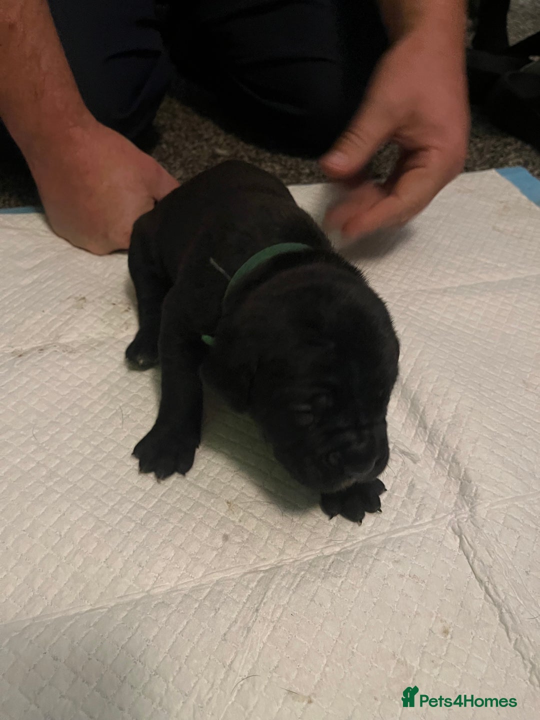Cane Corso dogs for sale: Full Cane Corso Puppies x5 girls x5 Boys - Advert 7