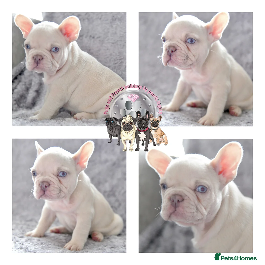 French Bulldog dogs for stud: Champagne Charlie new shade Isabella  in Hastings - Advert 16