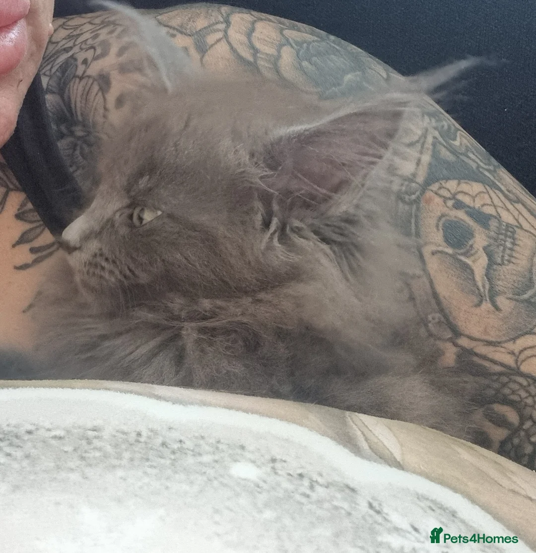 Maine Coon cats for sale: Beautiful maincoon  - Advert 10