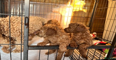 Toy Poodle dogs - Advert 2