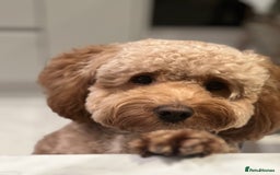 Cockapoo dogs for sale: Hello, future best friend! My name is Lucky! - Image 7