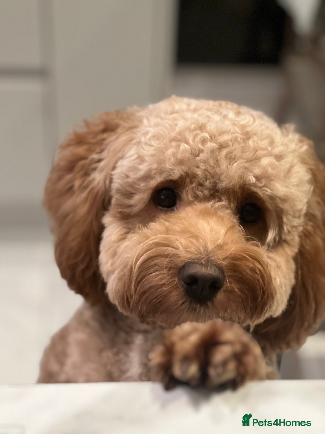 Cockapoo dogs for sale: Hello, future best friend! My name is Lucky! - Image 7