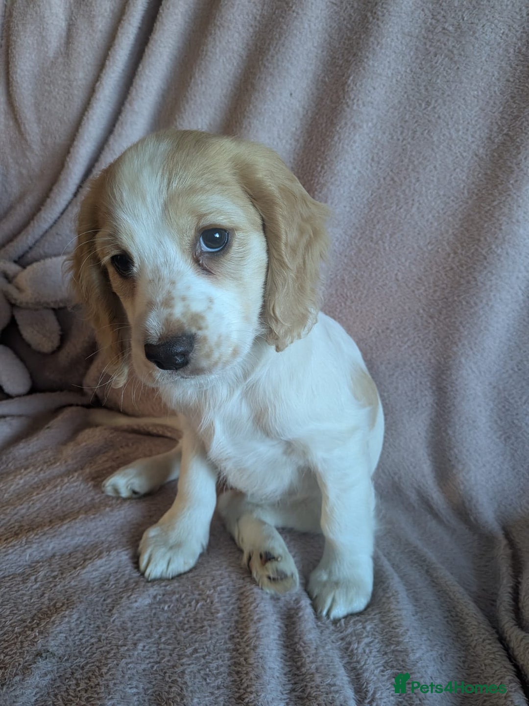 Cocker Spaniel dogs for sale: Cocker spaniels  - Advert 8