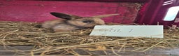 Mini Lop rabbits for sale: Bunnies looking for new homes - Advert 9