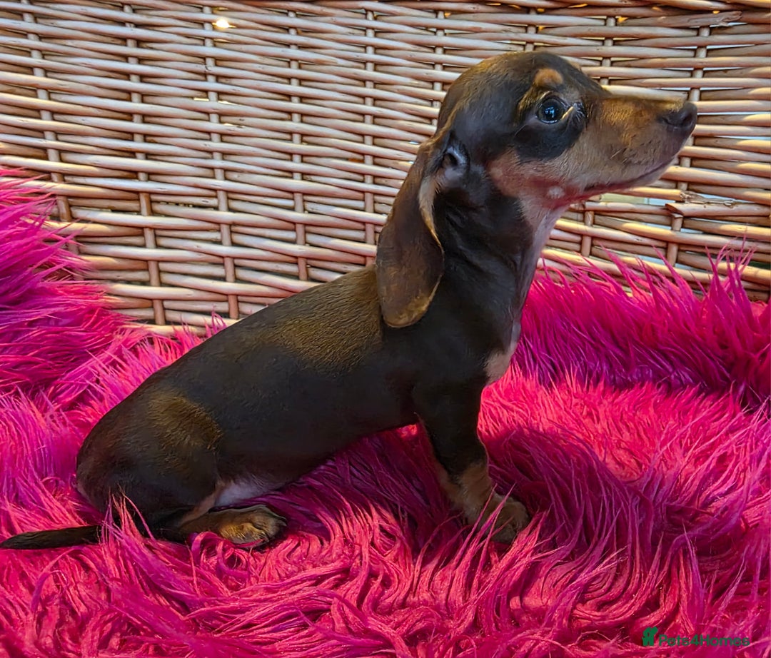 Miniature Dachshund dogs for sale: STUNNING KC pups. READY NOW. REDUCED  - Image 10