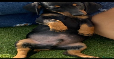 Dachshund dogs - Advert 5