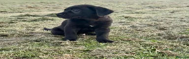 Mixed Breed 5