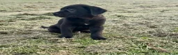 Mixed Breed dogs for sale: Cane Corso 75% x German Shepherd 25% - Advert 14