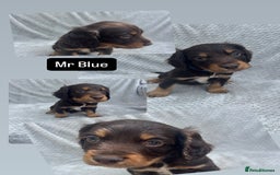 Cocker Spaniel dogs for sale: Extensively Health tested/KC REG Cocker Puppies - Image 12