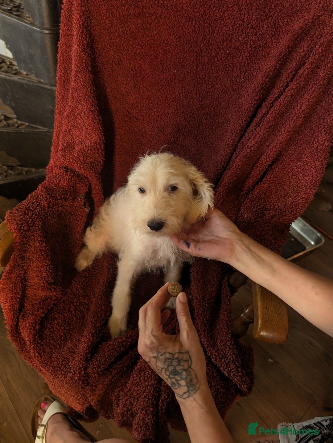 Cockapoo dogs for sale: Cockapoo x - Image 8