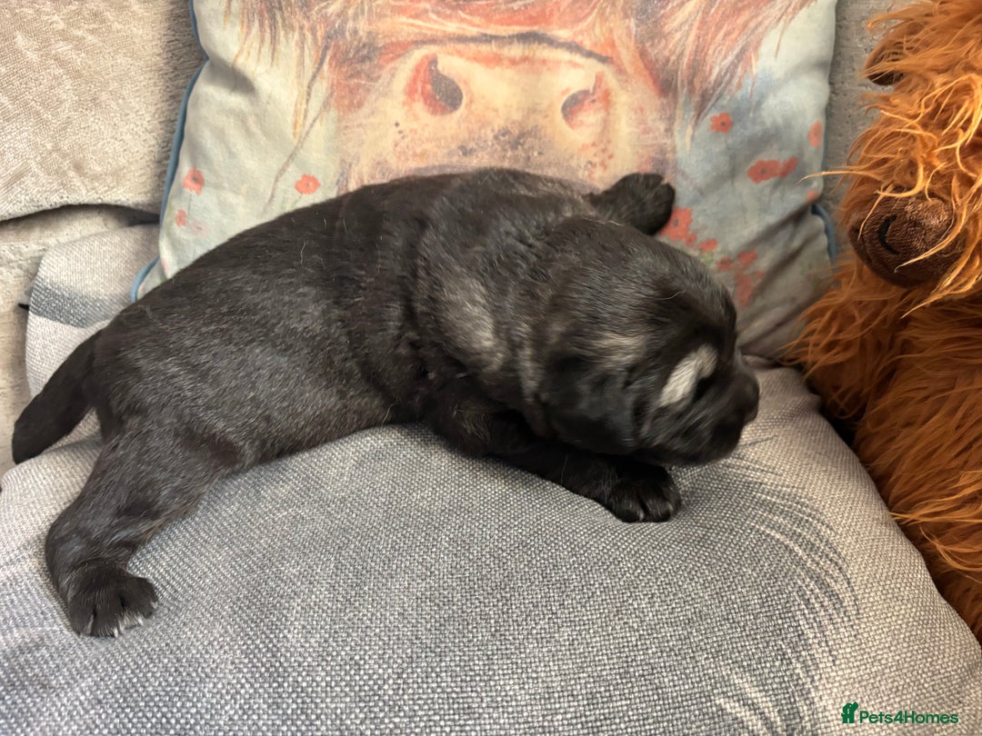 Caucasian Shepherd Dog dogs for sale: Caucasian shepherds 1 female and 1 male left - Advert 12