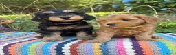 Cockapoo dogs for sale: F1b READY NOW. Health tested parents.  - Advert 3
