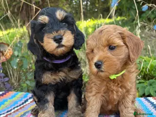 Cockapoo dogs F1b cockapoo puppies. Health tested parents. - Advert 1