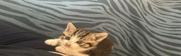 Mixed Breed cats for sale: Cheeky kittens - Advert 3