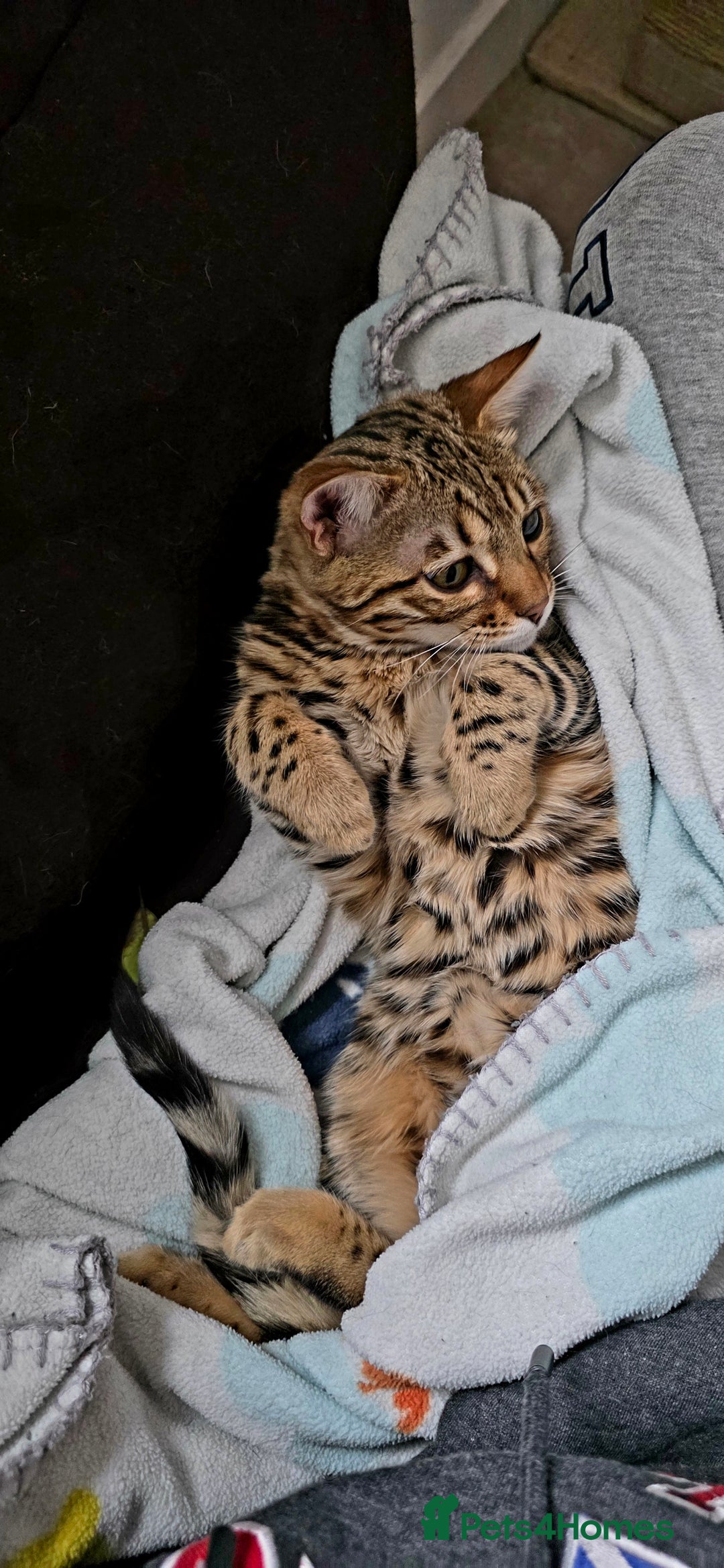 Bengal cats for sale: Bengal Kitten - 5 Month Female - Advert 3
