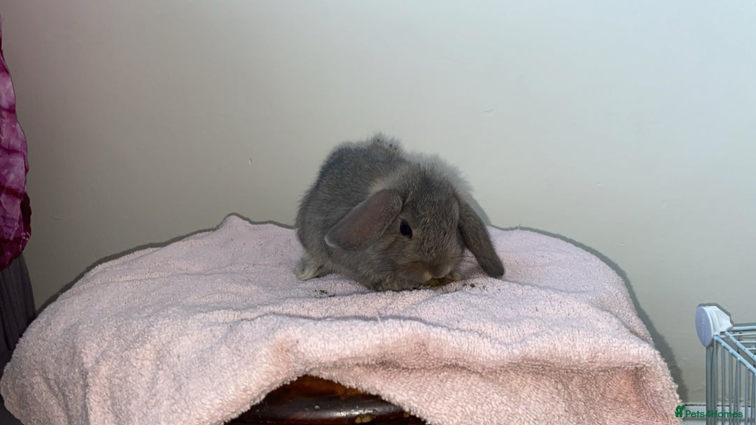 Mini Lop rabbits for sale: Mixed litter of mini lop babies for sale  - Image 2