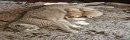 Scottish Fold cats for sale: Stunning Lilac Scottish Fold × BSH Kittens - Advert 8