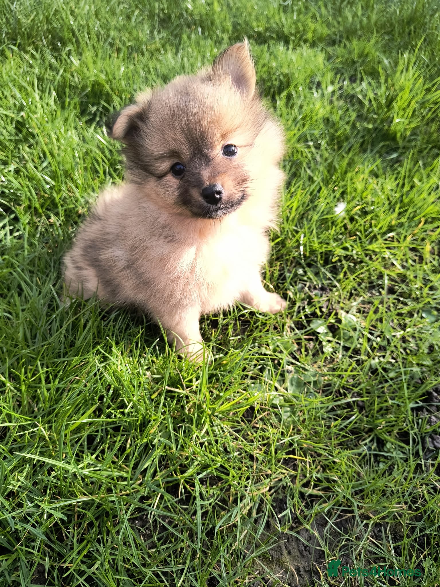 Pomeranian dogs Stunning Home-Reared Pomeranian Puppie - Advert 9