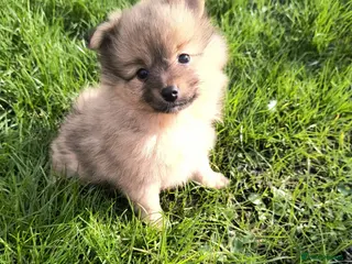 Pomeranian dogs Stunning Home-Reared Pomeranian Puppie - Advert 9