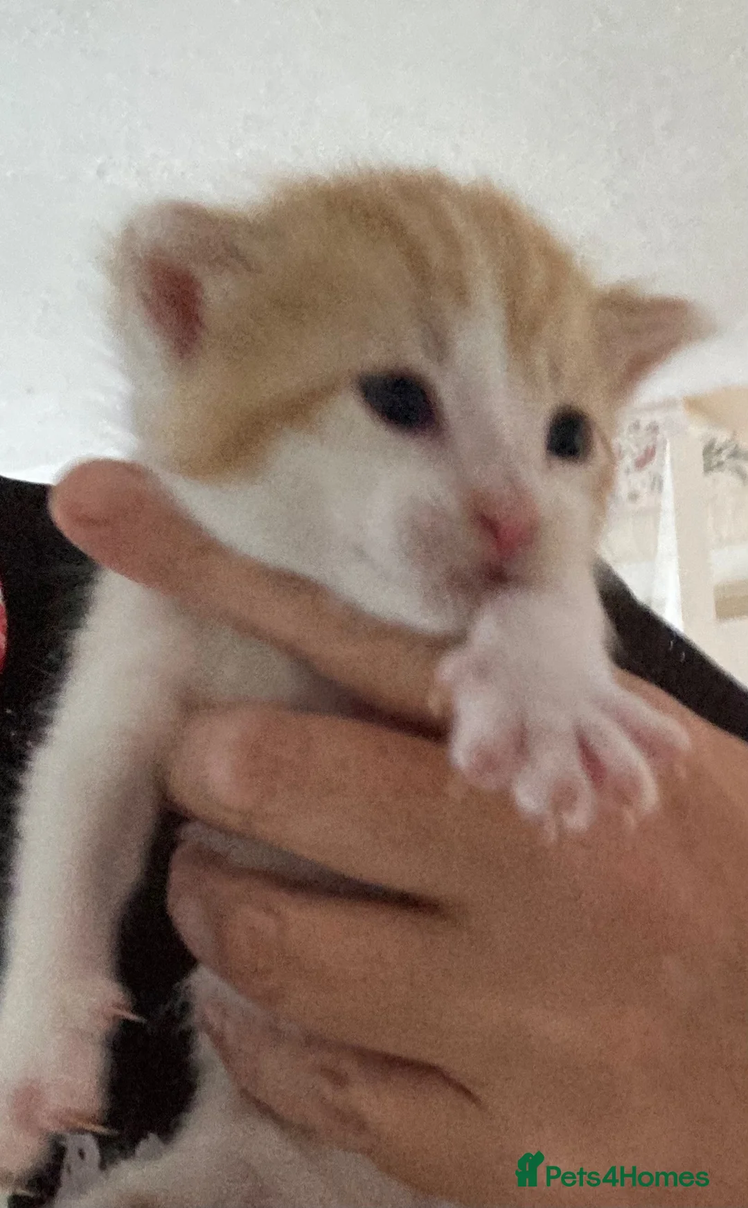 Mixed Breed cats for sale: Little ginger boy - Advert 2