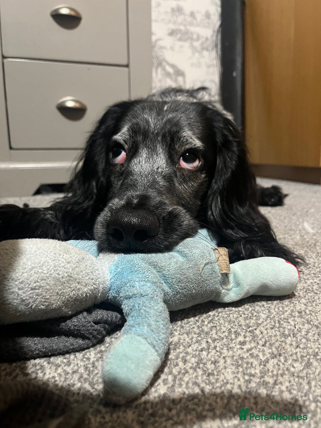 Cocker Spaniel dogs for stud: Big Stan. - Advert 4