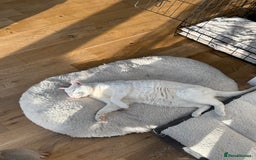 Arabian Mau cats for sale: William for rehoming - Image 3