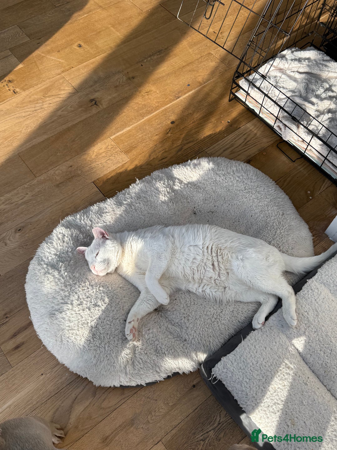 Arabian Mau cats for sale: William for rehoming - Image 3
