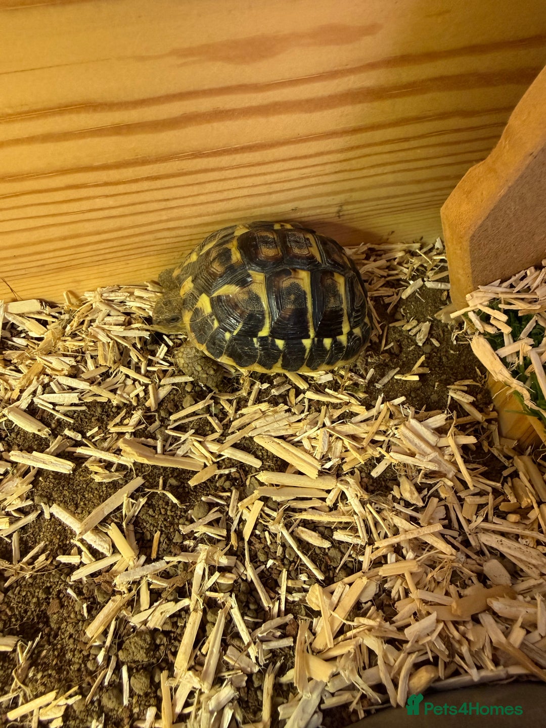 Tortoise reptiles for sale: Dwarf Hermann Tortoise with enclosure - Image 6
