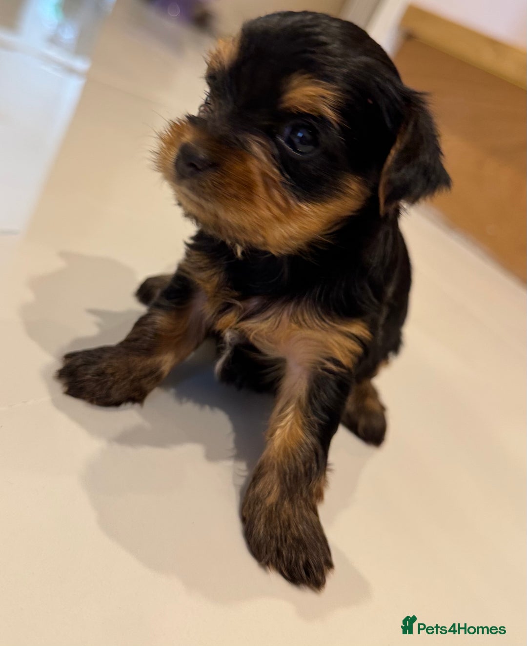 Yorkshire Terrier dogs for sale: original breed yorkshire terrier  - Image 9