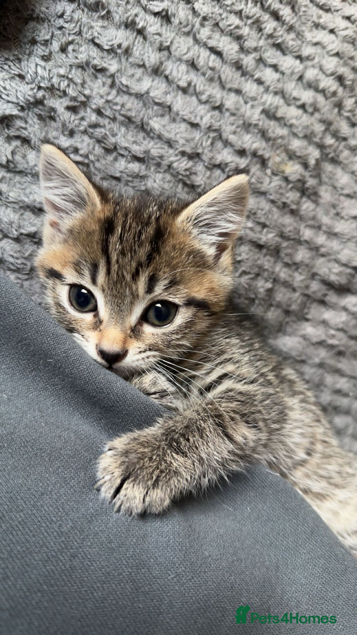 Mixed Breed cats 8 week old Female tabby kitten - Advert 2