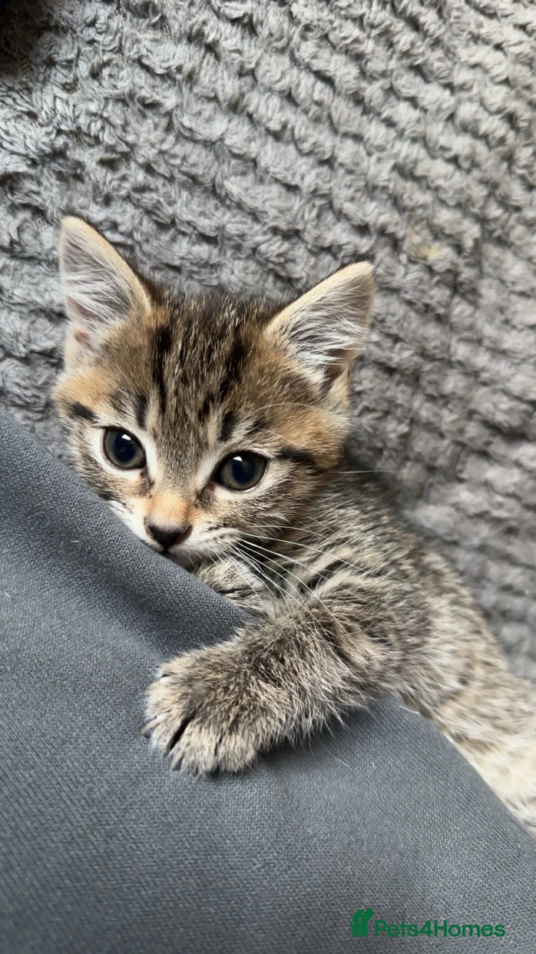 Mixed Breed cats for sale: 8 week old Female tabby kitten - Advert 1