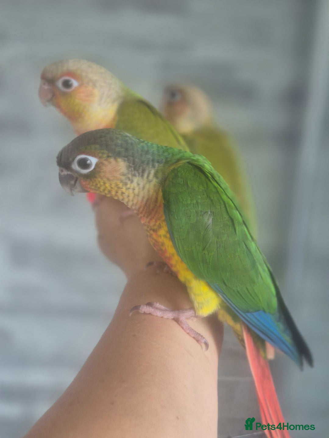 Conures birds for sale: Conures - Image 2