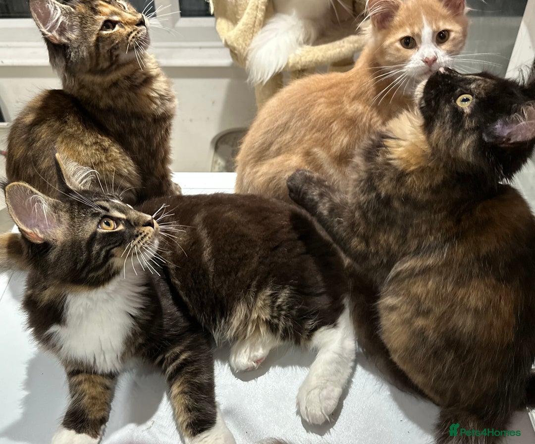 Maine Coon cats for sale: Xl mainecoon kittens dad is Xl very big boy  - Advert 18