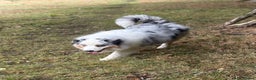 Australian Shepherd dogs for stud: Proven Blue Merle Australian Shepherd At Stud - Advert 5