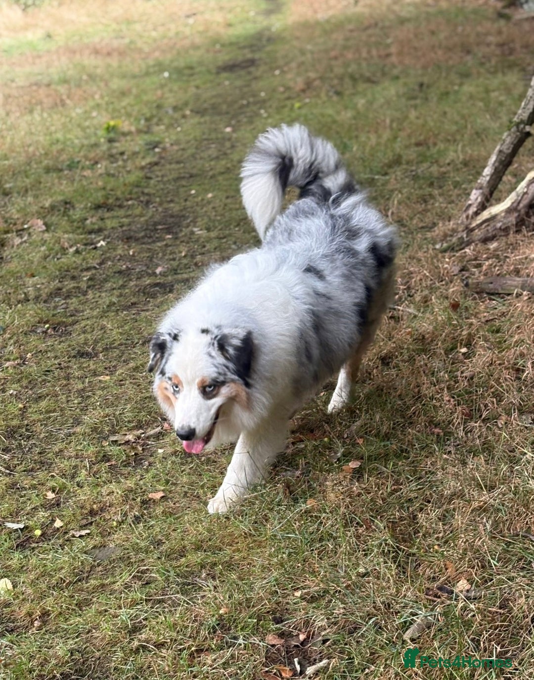 Australian Shepherd dogs for stud: Proven Blue Merle Australian Shepherd At Stud - Image 5