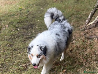 Australian Shepherd dogs Proven Blue Merle Australian Shepherd At Stud - Advert 2
