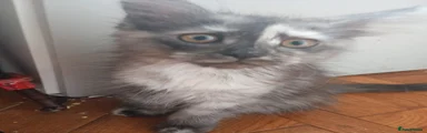 Smudge
