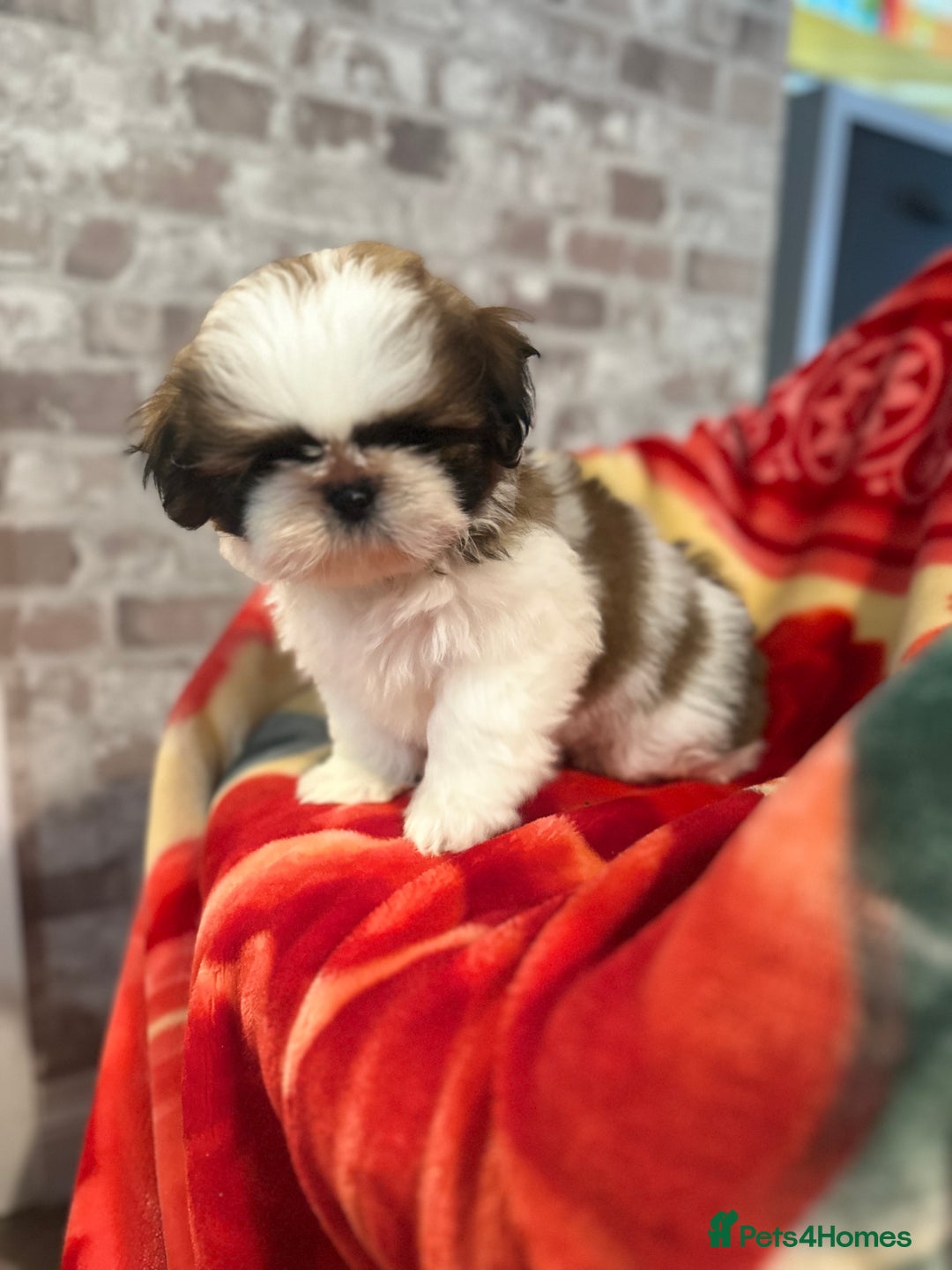 Shih Tzu dogs for sale: Shihtzu  - Image 4