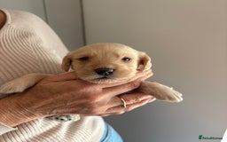 Labradoodle dogs for sale: Miniature Labradoodle Pups - Image 15