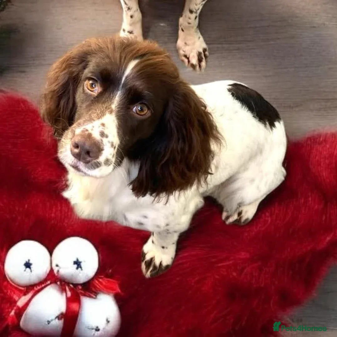 Cocker Spaniel dogs for sale: Working Cocker Spaniel Puppies in Carmarthen - Advert 7