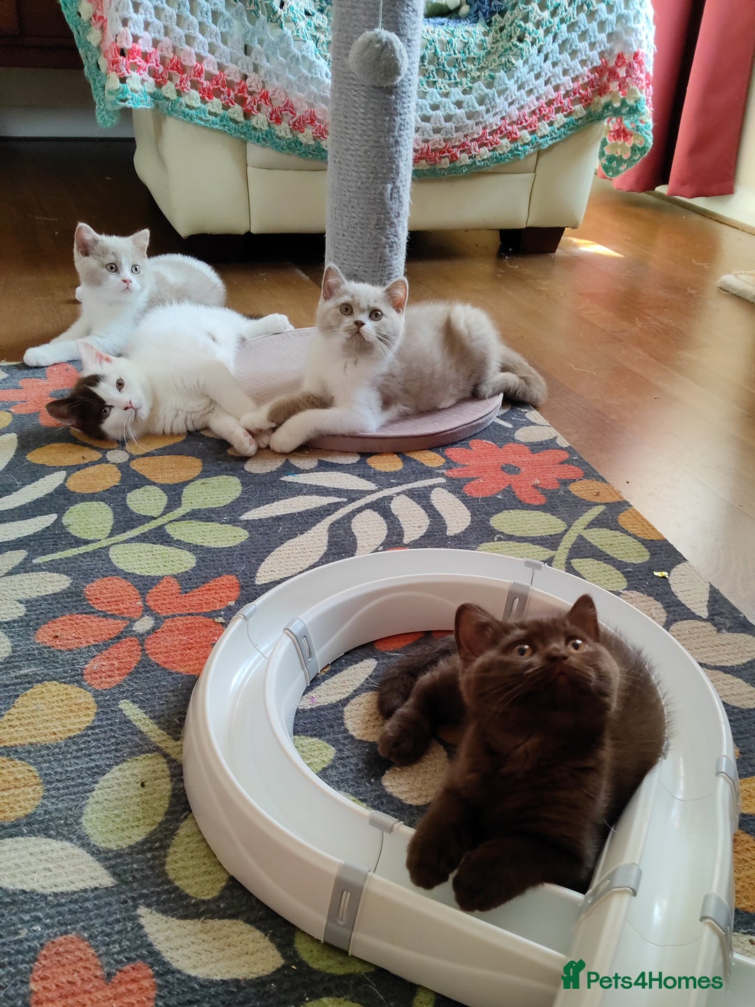 British Shorthair cats for sale: Champ lines gorgeous GCCF reg  girls (2 litters!) in London - Image 6