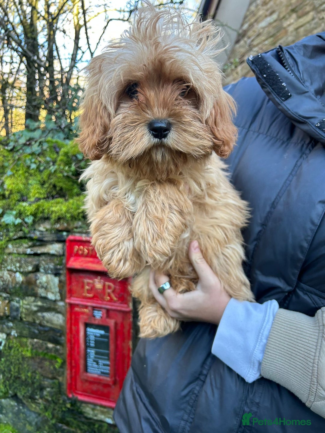 Mixed Breed dogs for sale: Cavapoo Female Puppies - Advert 4