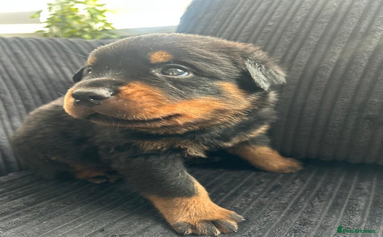 Rottweiler dogs - Advert 1