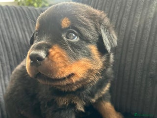 Rottweiler dogs - Advert 2