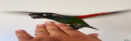 Conures birds for sale: Hand reared conures for sale  - Advert 21