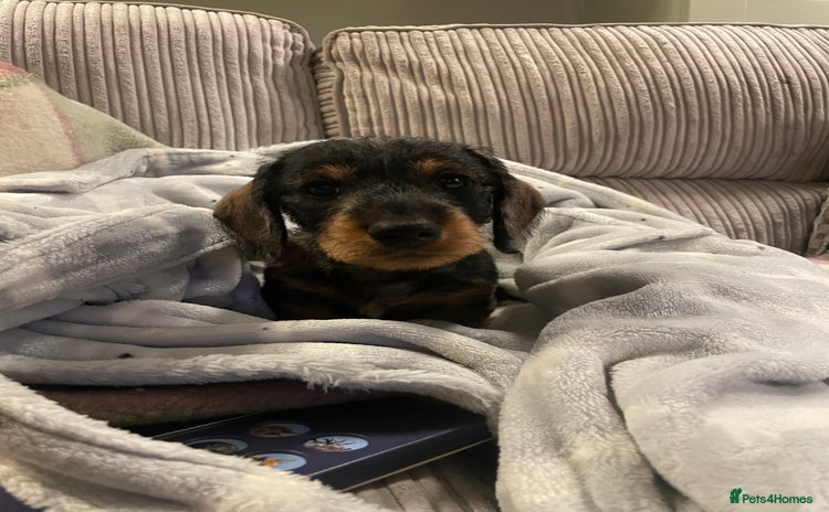 Miniature Dachshund dogs - Advert 9
