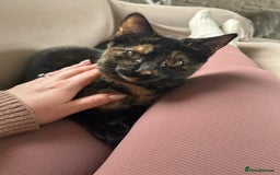 Mixed Breed cats for sale: Beautiful Tortoiseshell Girl  - Image 1