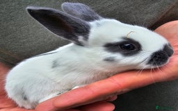 English Spot rabbits for sale: English spot x continental giant  - Image 7