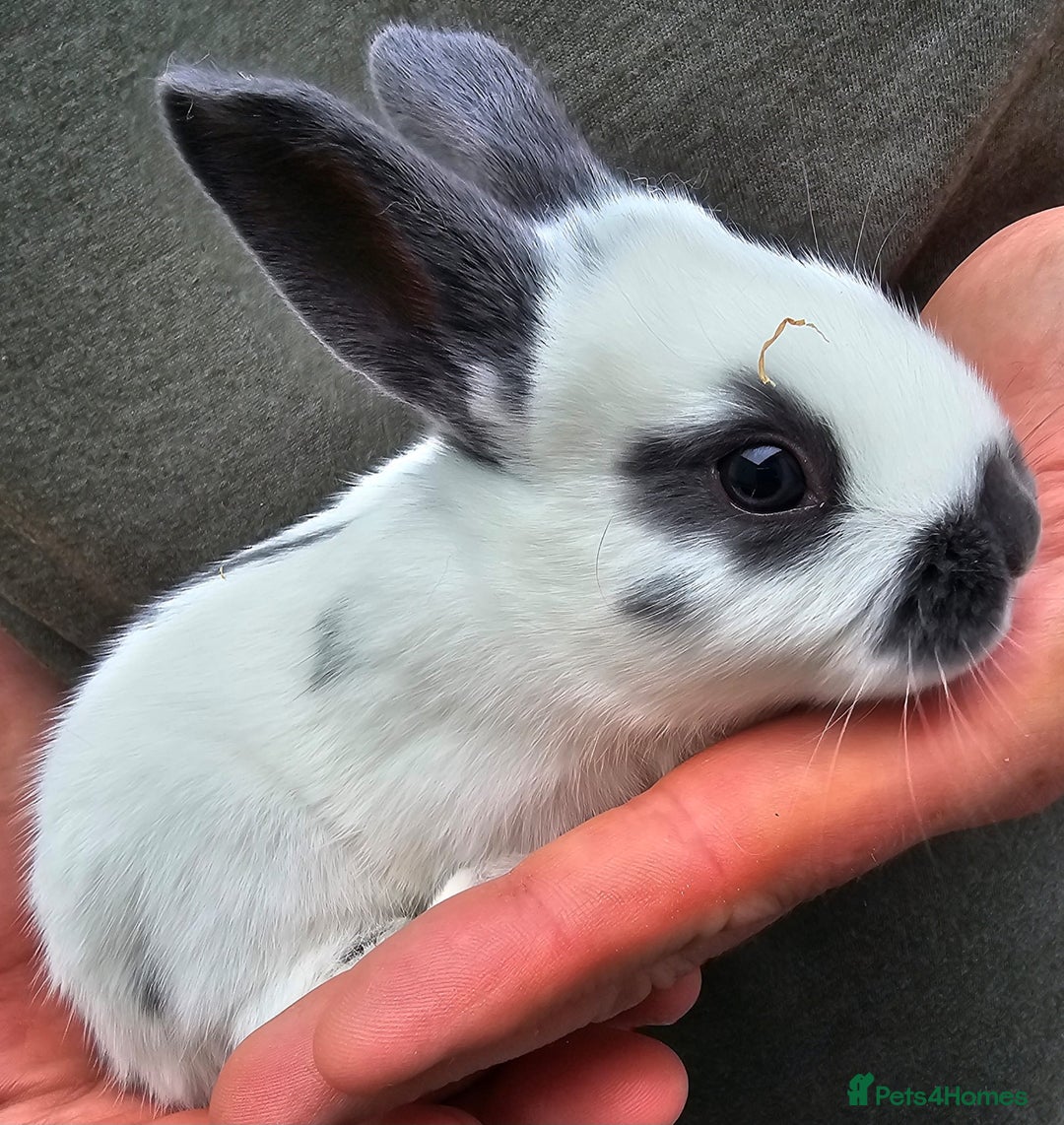 English Spot rabbits for sale: English spot x continental giant  - Image 7